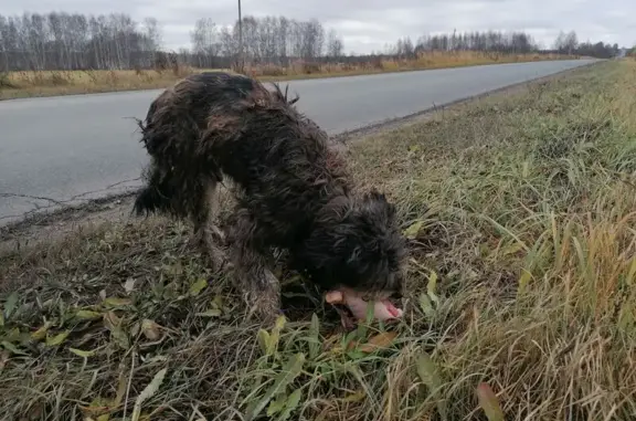 Найдена собака, Владимирская область, фото: Найдена собака, Юрьев-Польский, Владимирская