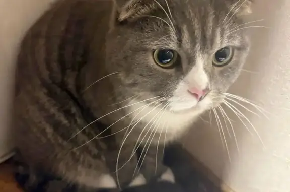 Пропала кошка, Садовая аллея 16А, Мурино