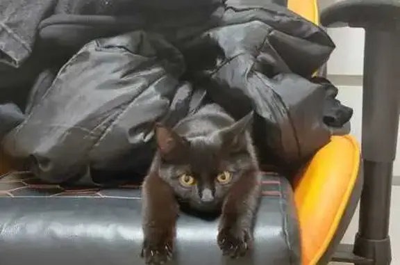 Пропала черная кошка, Огнеупорная, Н.Тагил