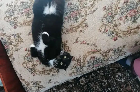 Кошки потеряшки, Нелидово, фото: Потеряшка кошка, Первомайская ул., Нелидово