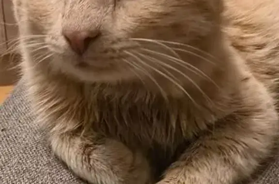 Кошка найдена, ул. Амирхана 99, Казань