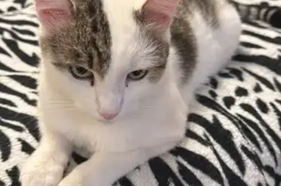 Найдена кошка, Тула, фото: Котик найден: пр. Ленина 132, Тула