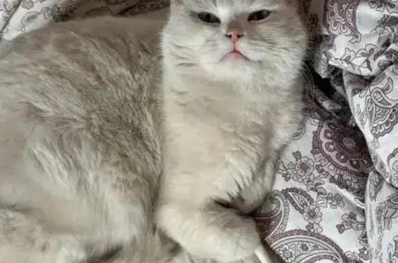 Кошки потеряшки, Ставрополь, фото: Потеряшка кошка Белка, Горная ул., Ставрополь