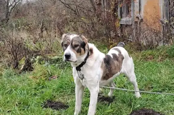 Найдена собака, , фото: Найден крупный пес, Свистягино, Центральная