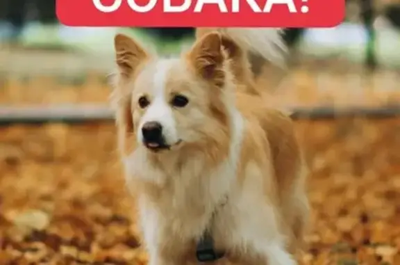 Собаки потеряшки, Московская область, фото: Потеряшка собака в с. Раздольное, МО