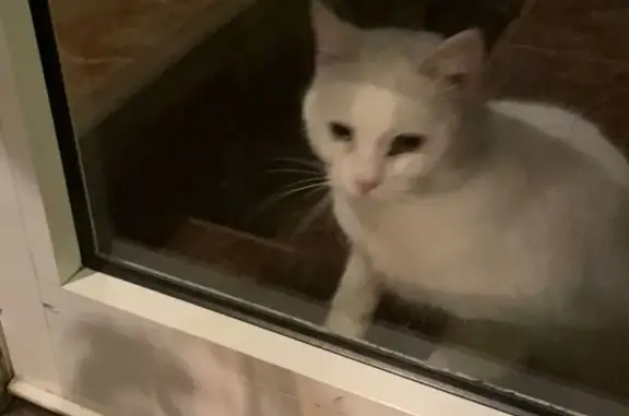 Найдена кошка, Всеволожск, фото: Белая кошка найдена на пр. Тургенева, Всеволожск