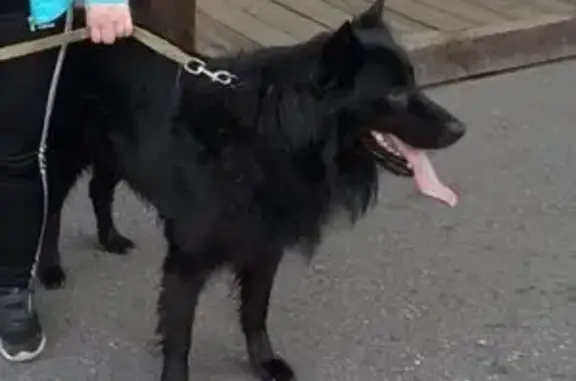 Потерянные животные Мурманск, фото: Пропала собака на Ленинградской, Мурманск