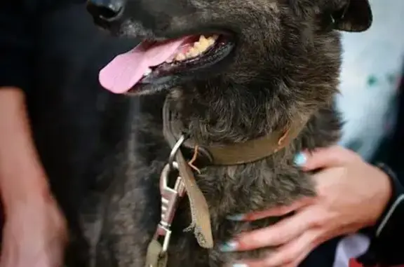 Собаки потеряшки, Приморский, фото: Потеряшка собака в Приморском, ул. Абдураманова
