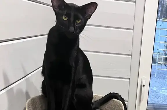 Кошки потеряшки, Ленинградская область, фото: Потеряшка черная кошка, Приозерск