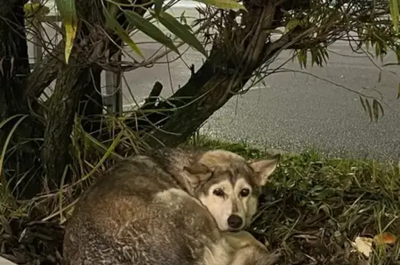 Найдена собака, Смоленск, фото: Собака найдена на ул. Крупской, 44, Смоленск