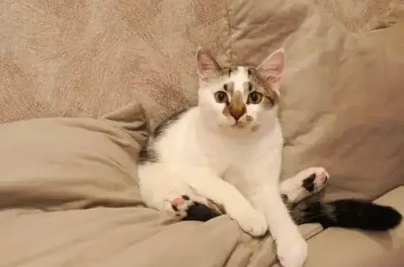 Пропала кошка, ул. Тельмана, Черняховск