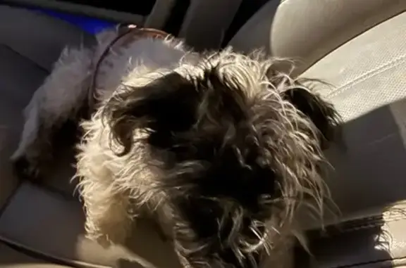 Найдена собака, , фото: Найдена собака, Носовихинское шоссе 95