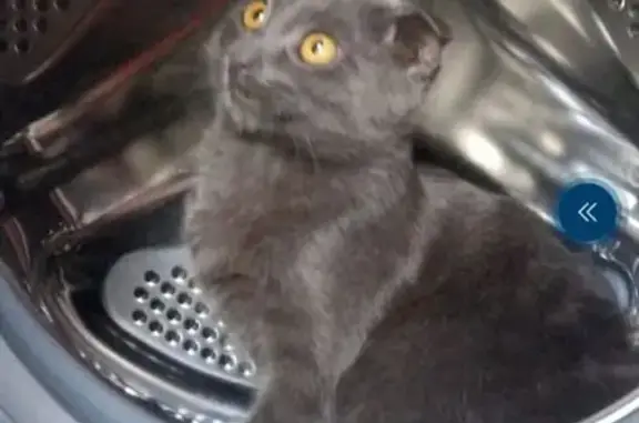 Найдена кошка, Калужская область, фото: Кошка найдена: Ермолино, Калужская обл.