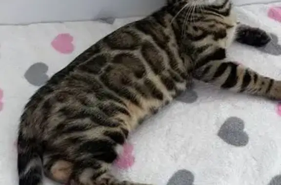 Пропала кошка, Берёзовая ул. 5 к2, Одинцово