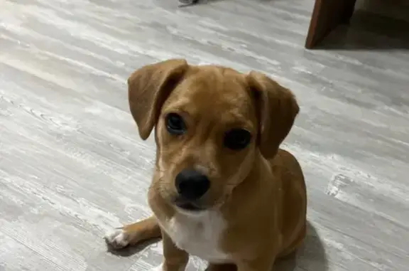 Собаки потеряшки, Калининград, фото: Потеряшка собака! ул. Ивана Земнухова