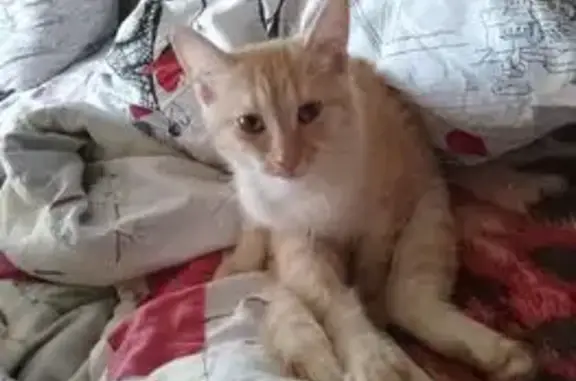 Потерянные животные Ижевск, фото: Пропала кошка, Буммашевская 25, Ижевск