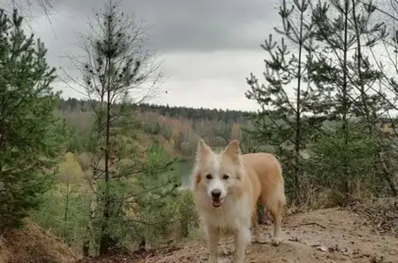 Собаки потеряшки, Московская область, фото: Потеряшка собака в Раздолье, МО