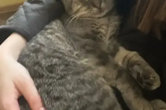 Найдена кошка, Ильино (володарский Р-н), фото: Кошка найдена: Лесная ул., 40, Ильино