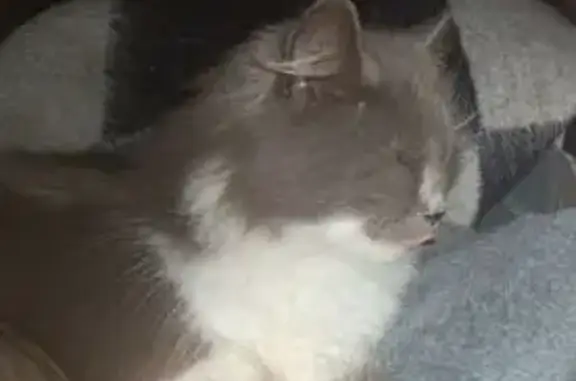 Пропала кошка, Никопольская 5а, Донецк