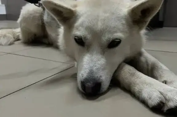 Найдена собака, Подолино, фото: Собака найдена, Лесная ул., 2, Подолино