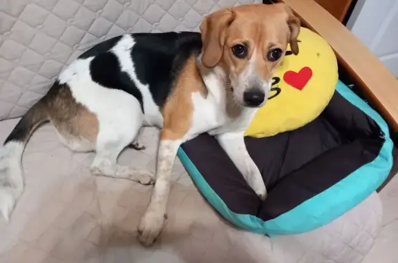 Найдена собака, Колпино, фото: Найдена собака, Колпино, Адмиралтейская