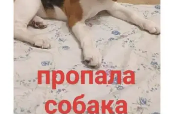 Пропала собака в Мелекшинском поселении