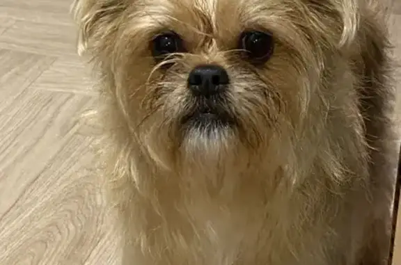 Найдена собака, Комсомольск-на-Амуре, фото: Пропала собака Соня, пр. Победы, Комсомольск