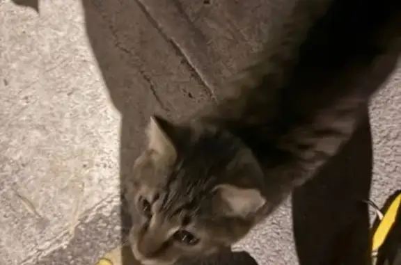 Кошка найдена у гаражей на Гвардейской, 54