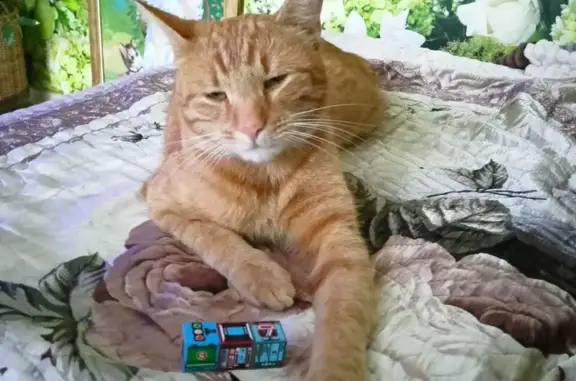 Пропала кошка на ул. Тургенева, Светлогорск