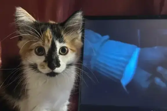 Пропала кошка в Раменском, отзовитесь!