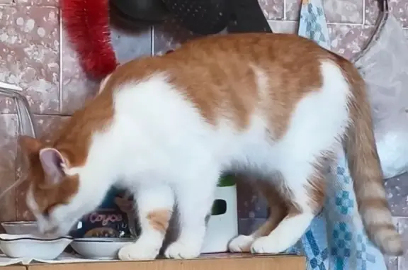 Кошки потеряшки, Известковское, фото: Потеряшка кошка, Известковское поселение