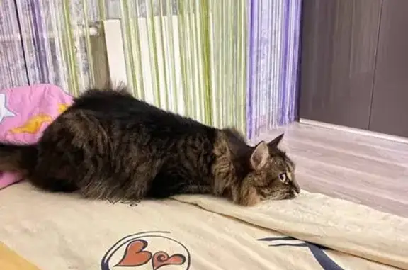 Пропала кошка, Дзержинское шоссе, 37