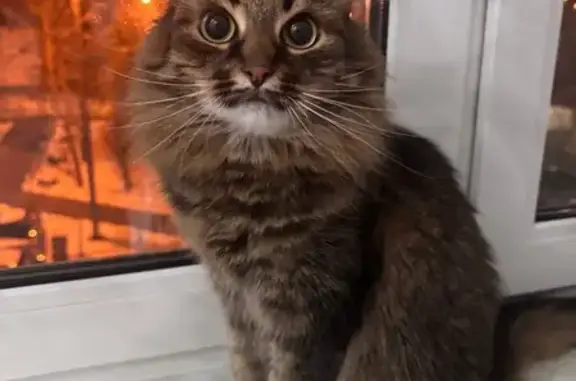 Пропала кошка, Дзержинское шоссе, 37