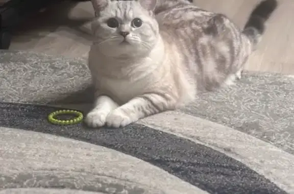 Пропала кошка, Дзержинское ш., 37