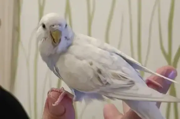 Пропала птица, Щербинка, ул. 40 лет Октября