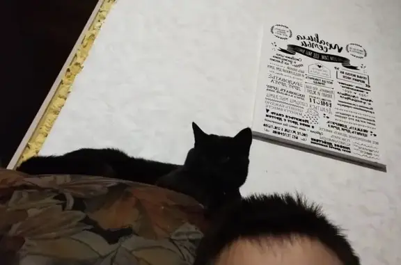 Пропала чёрная кошка, Полевая ул., 16