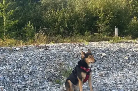 Собаки потеряшки, , фото: Потеряшка собака, Иркутск, Иркутская область