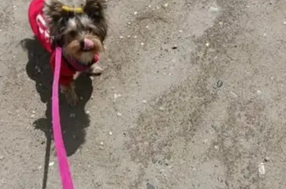 Собаки потеряшки, Минусинск, фото: Потеряшка собака, Народная 5, Минусинск