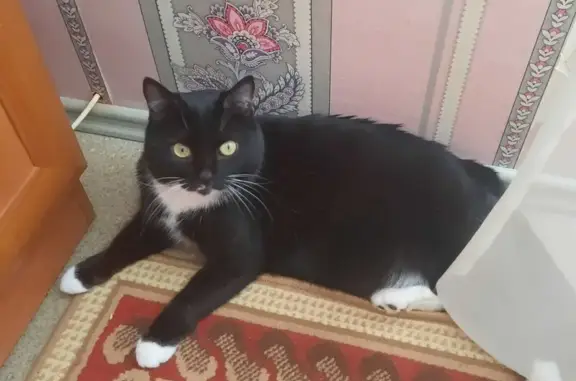 Кошки потеряшки, Прокопьевск, фото: Потеряшка кот, ул. Гайдара, 5А, Прокопьевск