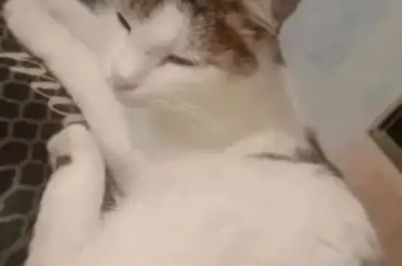 Пропала кошка, ул. Пушкина, 8, Сургут