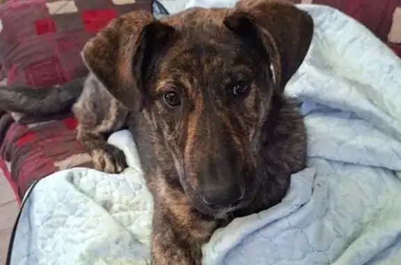 Найдена собака, Екатеринбург, фото: Собака найдена: Екатеринбург, Полевской