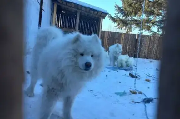 Собаки потеряшки, , фото: Потеряшкаи самоеды, Зелёная ул., Калинка