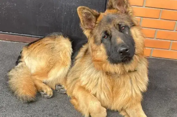 Пропала собака, Кленовый пер., Магистральный