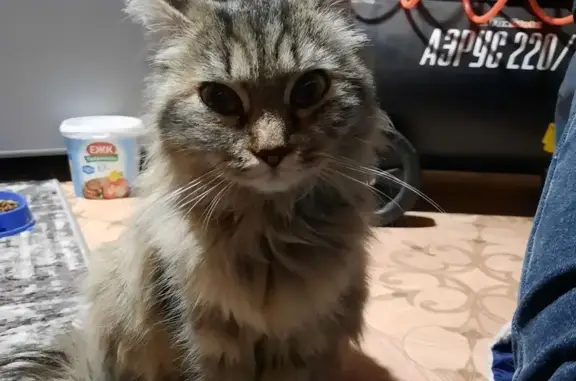 Объявления о пропавших и найденных животных, Троицкое, фото: Серая кошка найдена, Троицкое, ул. Лесная