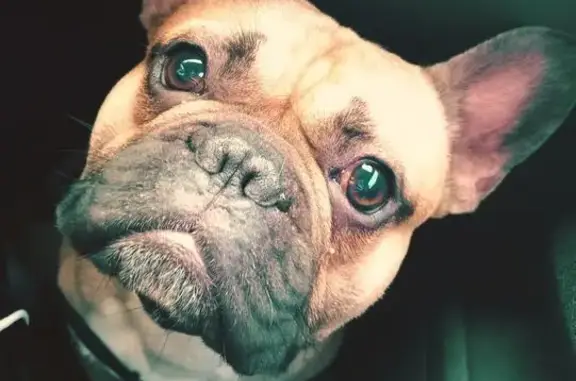 Собаки потеряшки, Подольск, фото: Потеряшка собака, Красногвардейский бул.