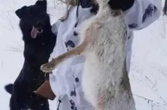 Пропала собака в Тамбовской области
