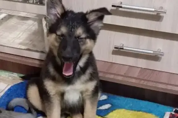 Собаки потеряшки, Новосибирск, фото: Потеряшка собака, Кемеровская 66, Новосибирск