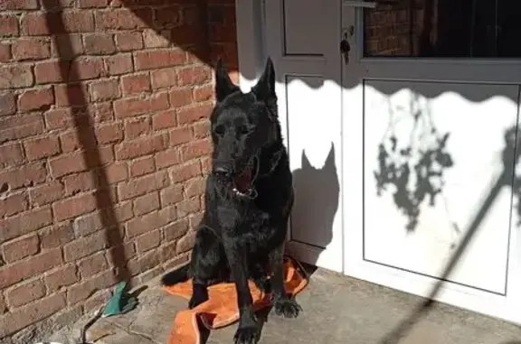 Собаки потеряшки, Пятигорск, фото: Потеряшка собака, Школьная 84, Пятигорск