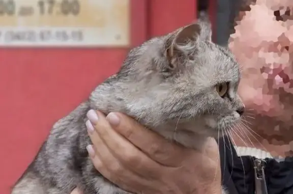 Найдена кошка, , фото: Найдена кошка, ул. 9 Января, 257, Ижевск