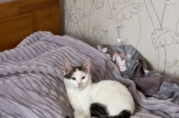 Кошки потеряшки, Казань, фото: Потеряшка кошка, Апастовская 11, Казань